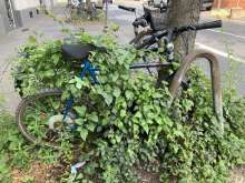 Bild zu gemeldetem Anliegen vom *2024-07-26 17:54:35
