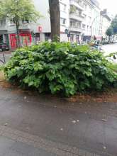Bild zu gemeldetem Anliegen vom *2024-07-06 03:32:21