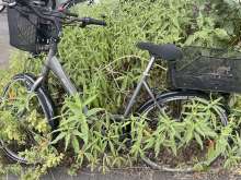 Bewachsenes kaputtes Fahrrad