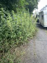 Bild zu gemeldetem Anliegen vom *2024-07-02 06:31:56