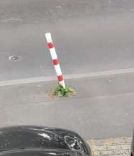 Bild zu gemeldetem Anliegen vom *2024-08-23 18:34:09