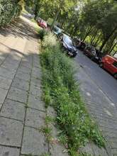 Bild zu gemeldetem Anliegen vom *2024-08-08 12:54:25