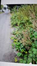 Bild zu gemeldetem Anliegen vom *2024-08-05 15:40:12
