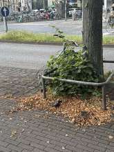 Bild zu gemeldetem Anliegen vom *2024-08-02 09:39:53