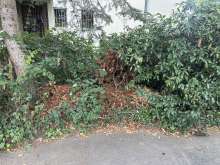 Mehrere Stellen, Büsche müssen gestützt werden. Gehweg muss wieder breit genug sein. *2024-08-17 06:31:19