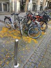 Bild zu gemeldetem Anliegen vom *2024-09-21 11:32:21