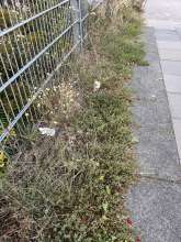 Bild zu gemeldetem Anliegen vom *2024-09-18 21:29:22
