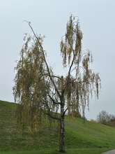 Bild zu gemeldetem Anliegen vom *2024-11-10 12:27:54