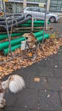 Bild zu gemeldetem Anliegen vom *2024-12-06 13:28:36