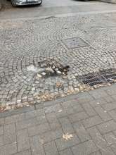Bild zu gemeldetem Anliegen vom *2024-12-17 06:29:09