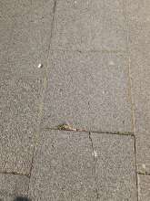 Bild zu gemeldetem Anliegen vom *2025-03-10 09:30:41