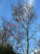 Bild zu gemeldetem Anliegen vom *2025-03-20 15:28:34