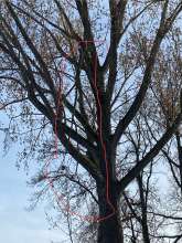 Bild zu gemeldetem Ast hängt komplett lose im Baum - auf der anderen Seite zum Parkplatz hängt auch ein Ast schon komplett abgetrennt im gleichen Baum Anliegen vom *2025-03-21 16:37:38