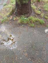 Bild zu gemeldetem Anliegen vom *2025-04-25 06:32:46