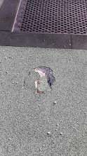 Bild zu gemeldetem Anliegen vom *2025-04-26 09:35:13