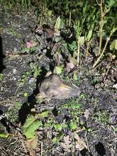 Bild zu gemeldetem Anliegen vom *2025-04-23 00:28:37