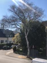 Bild zu gemeldetem Anliegen vom *2025-04-04 12:30:18