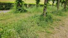 Bild zu gemeldetem Anliegen vom *2025-05-29 06:33:59