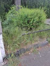 Bild zu gemeldetem Anliegen vom *2025-05-03 06:32:34