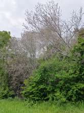Bild zu gemeldetem Anliegen vom *2025-05-03 12:27:33