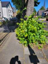 Bild zu gemeldetem Anliegen vom *2025-05-12 11:32:46