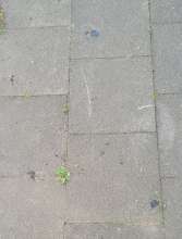 Bild zu gemeldetem Anliegen vom *2025-05-11 15:27:30
