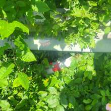 Bild zu gemeldetem Anliegen vom *2025-05-16 09:07:41