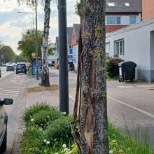 Bild zu gemeldetem Anliegen vom *2025-05-03 14:13:46