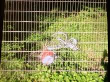 Bild zu gemeldetem Anliegen vom *2025-05-01 21:32:35