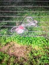 Bild zu gemeldetem Anliegen vom *2025-05-14 12:28:13