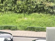 Bild zu gemeldetem Anliegen vom *2025-05-07 15:28:42