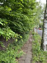 Gehweg vor dem Grundstück Heinrich-Heine-Straße 17 (unbewohnt) ist so stark durch überhängende Äste zugesichert, dass er für Fußgänger, Rollstuhlfahrer und Kinderwagen nicht mehr benutzbar ist 