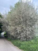 Bild zu gemeldetem Anliegen vom *2025-05-03 06:32:34