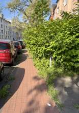 Zugewachsener Radweg Zülpicher Straße 382, Foto von 2025-05-07 09:30:09