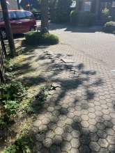 Parkplatzschäden durch Baumwurzeln Bild zum Anliegen vom *2025-05-09 15:28:33
