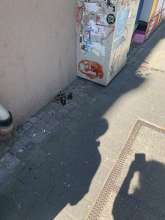 Bild zu gemeldetem Anliegen vom *2025-05-13 09:35:50
