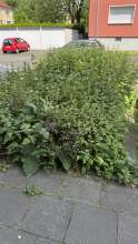 Bild zu gemeldetem Anliegen vom *2025-05-31 12:34:46