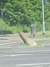Bild zu gemeldetem Anliegen vom *2025-05-01 11:43:46