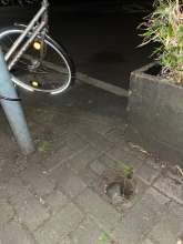 Bild zu gemeldetem Anliegen vom *2025-05-12 09:32:20