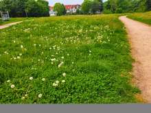 Bild zu gemeldetem Anliegen vom *2025-05-07 06:31:18