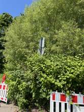 Bild zu gemeldetem Anliegen vom *2025-05-06 12:27:58