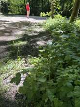 Bild zu gemeldetem Anliegen vom *2025-05-11 09:27:47