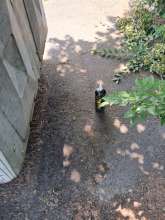 Bild zu gemeldetem Anliegen vom *2025-06-12 14:09:03