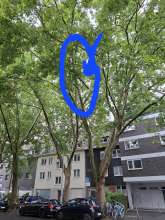 Bild zu gemeldetem Anliegen vom *2025-06-08 20:00:05