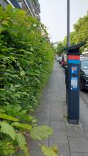 Gehweg zugewachsen