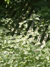Bild zu gemeldetem Anliegen vom *2025-06-21 15:55:01