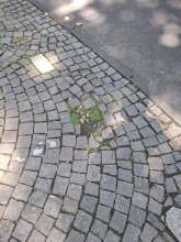 Bild zu gemeldetem Anliegen vom *2025-06-16 11:02:44