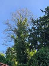 Bild zu gemeldetem Anliegen vom *2025-06-19 06:29:18