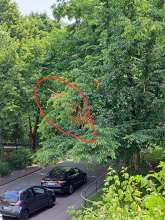 Im Baum verkeilter Ast