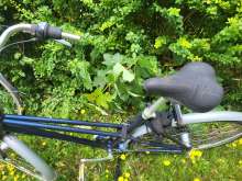Bild zu gemeldetem Anliegen vom *2025-06-27 12:34:37